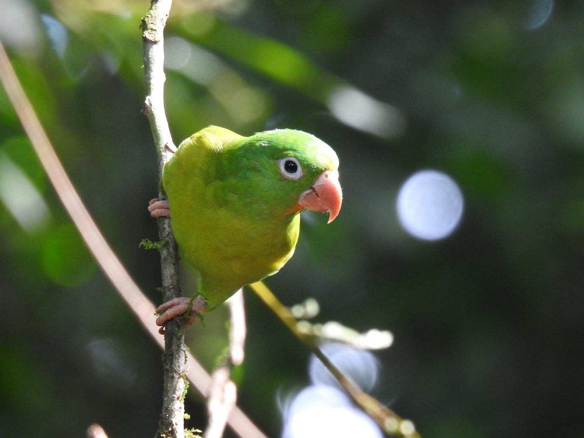 Orange-chinned Parakeet - ML620692151