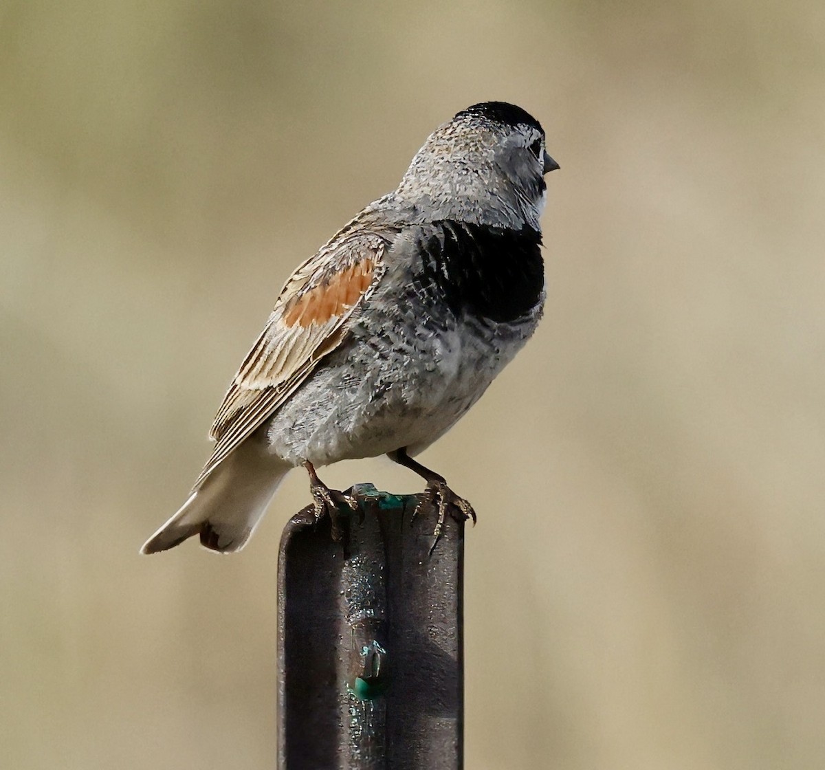 Thick-billed Longspur - ML620692152