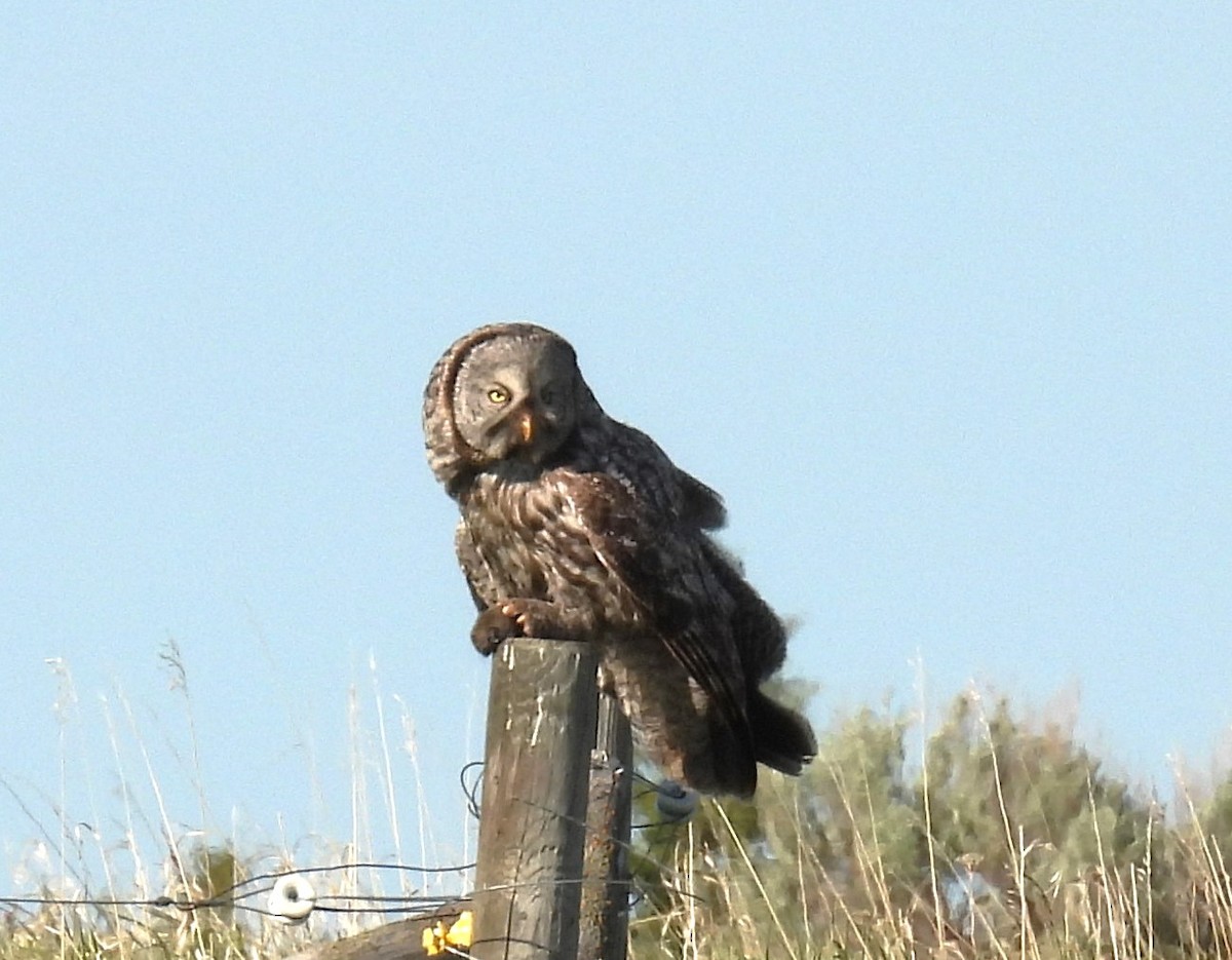 Great Gray Owl - ML620692154