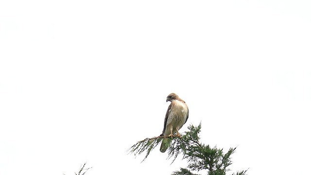 Red-tailed Hawk (borealis) - ML620692155
