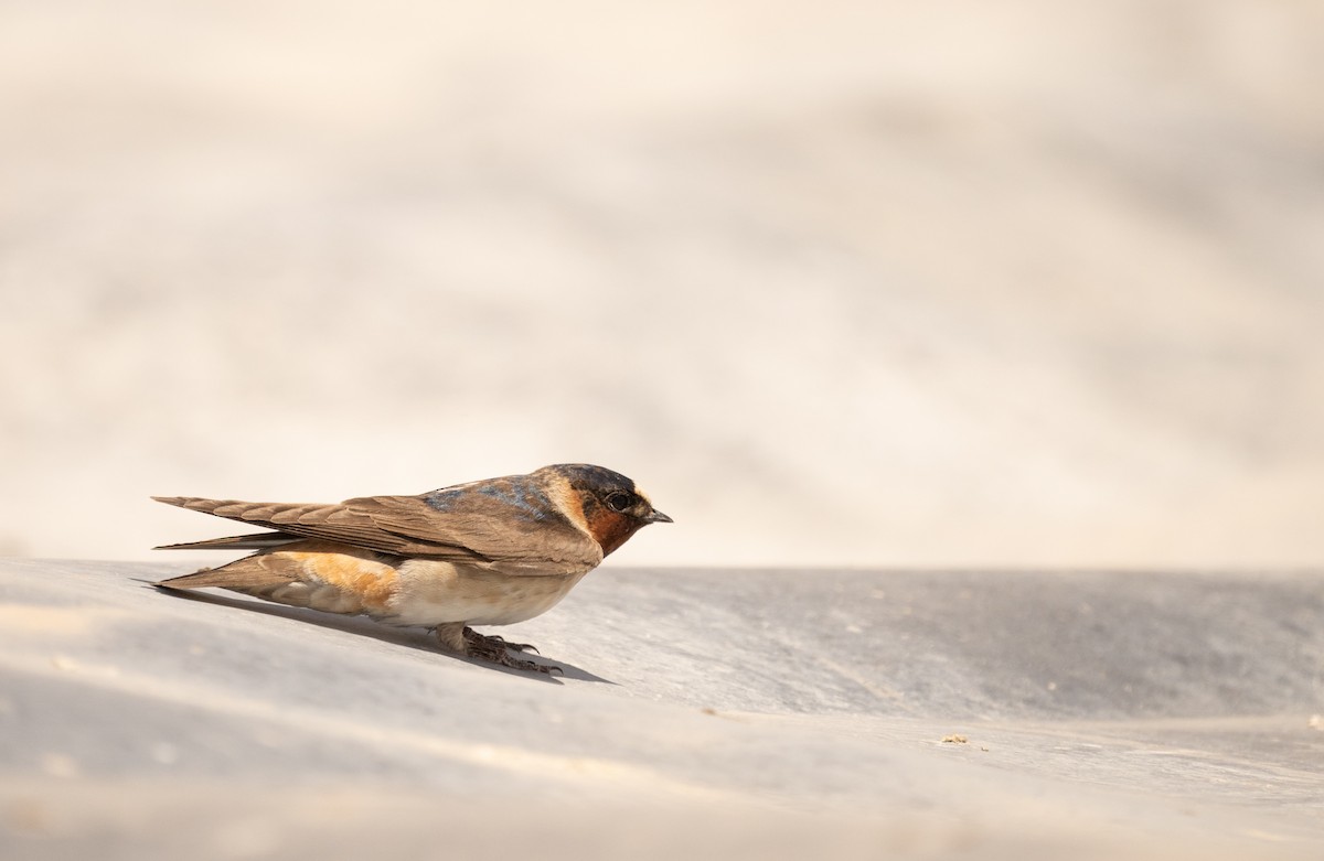 Cliff Swallow - ML620692159