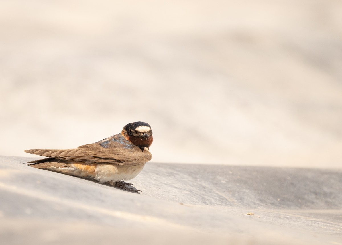 Cliff Swallow - ML620692160