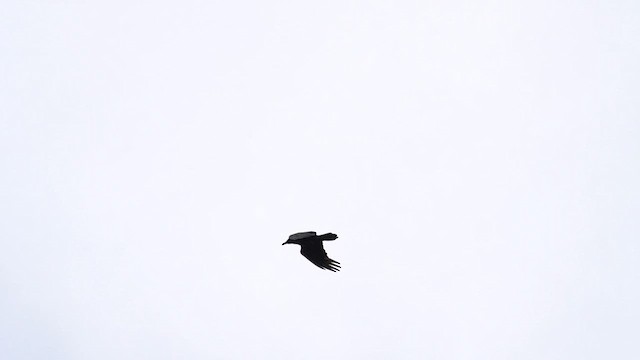 Common Raven - ML620692165