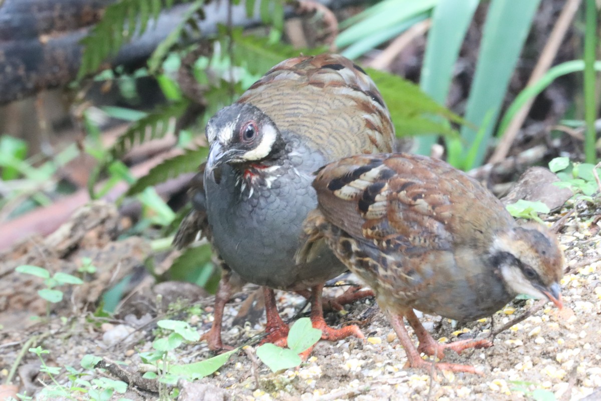 Malayan Partridge - ML620692167