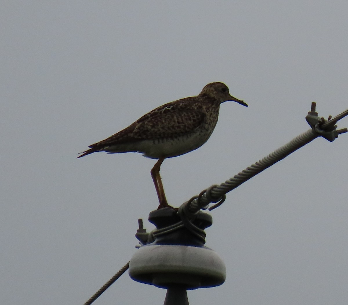 Upland Sandpiper - T. Mathewson