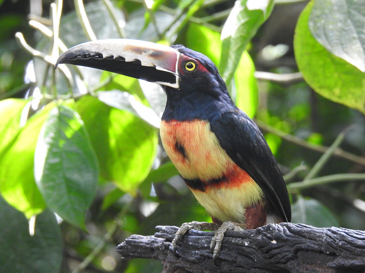 Collared Aracari - ML620692181