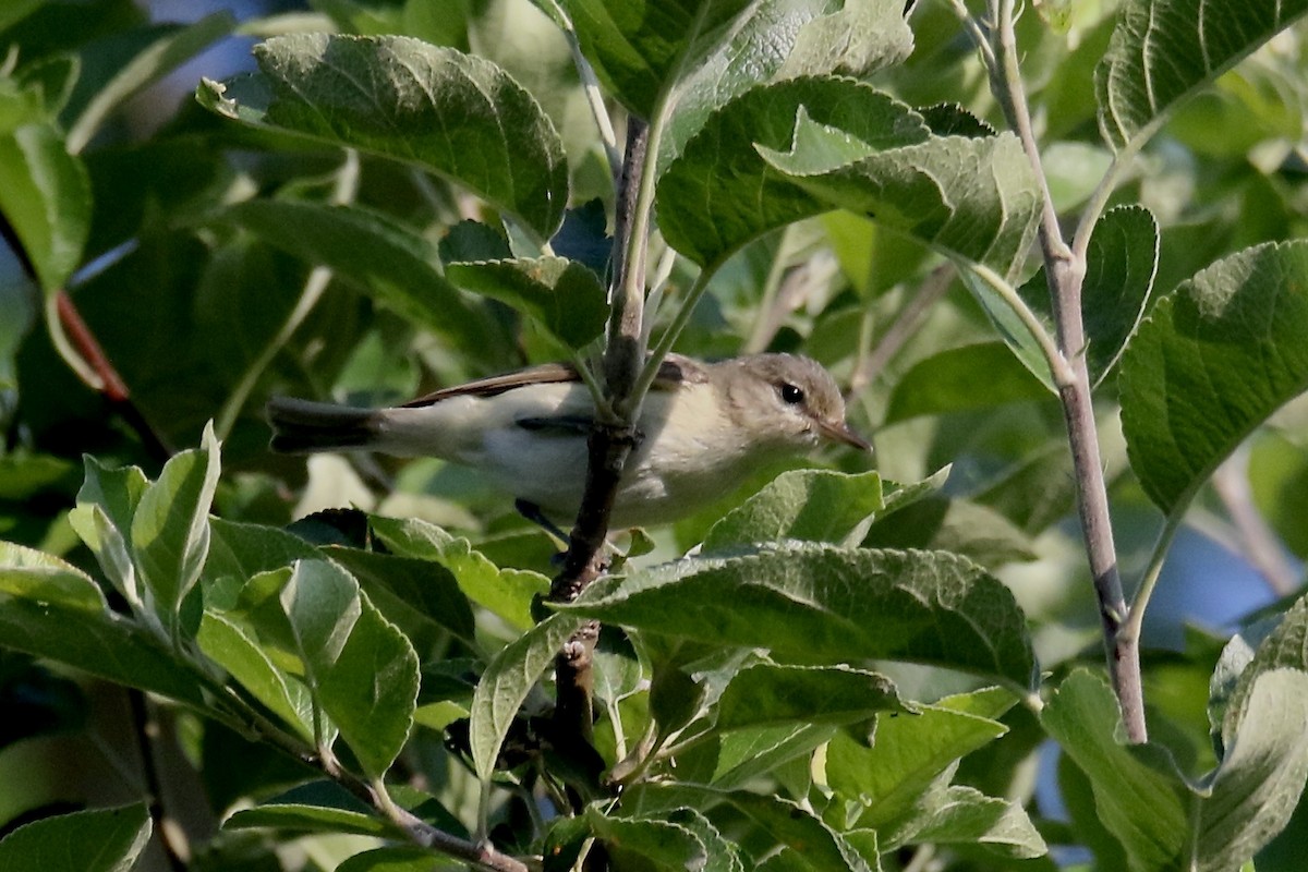 Warbling Vireo (Eastern) - ML620692183