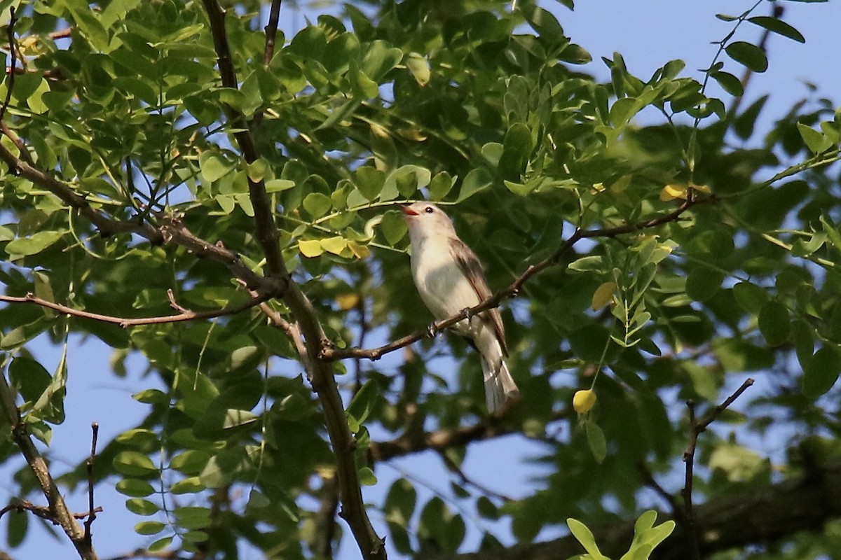 Warbling Vireo (Eastern) - ML620692184