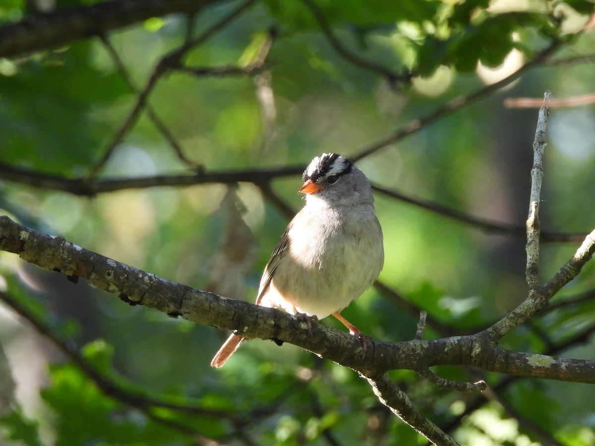 White-crowned Sparrow - ML620692188