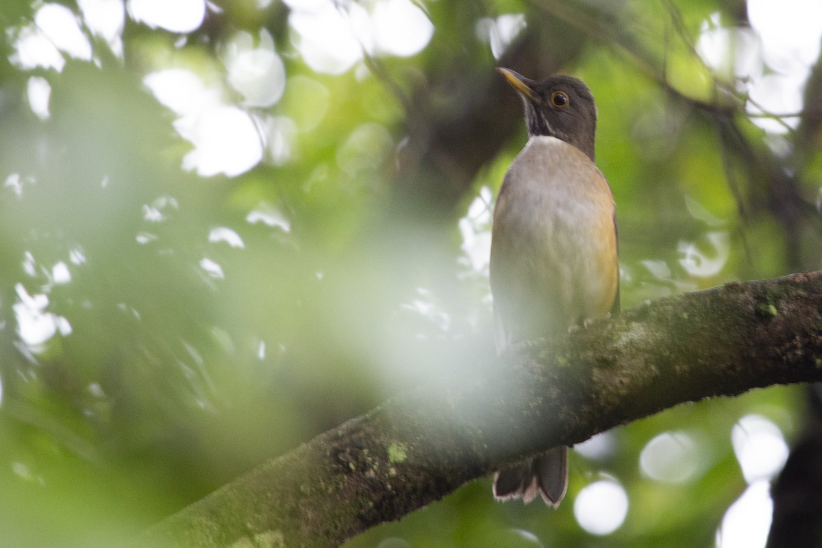 White-necked Thrush - ML620692189