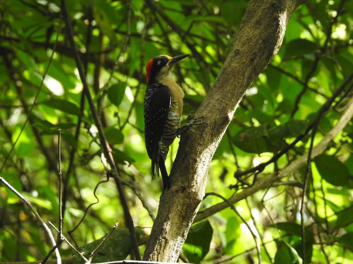 Black-cheeked Woodpecker - Coral Avilés Santiago