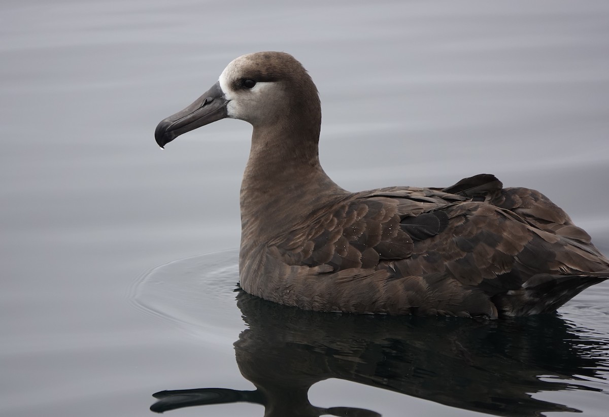 albatros černonohý - ML620692197