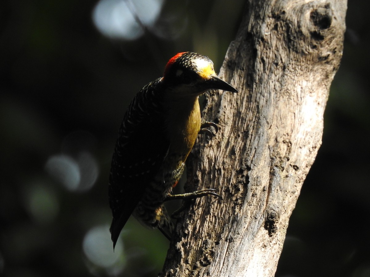 Black-cheeked Woodpecker - ML620692200