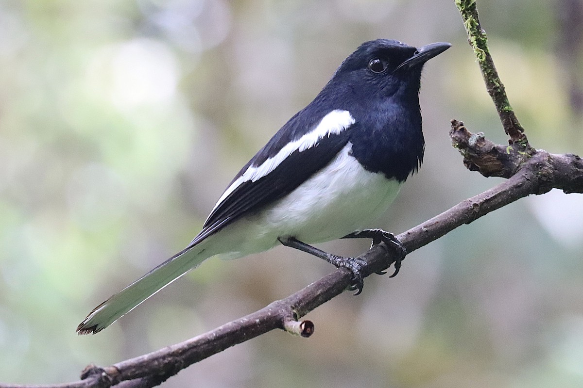 Oriental Magpie-Robin - ML620692201