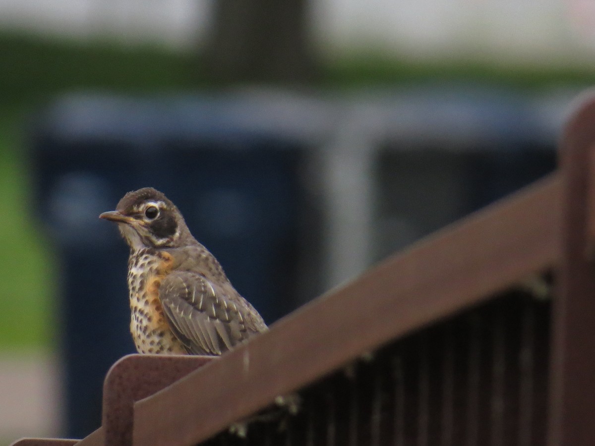 American Robin - ML620692204