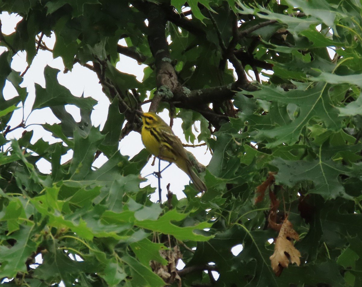 Prairie Warbler - T. Mathewson