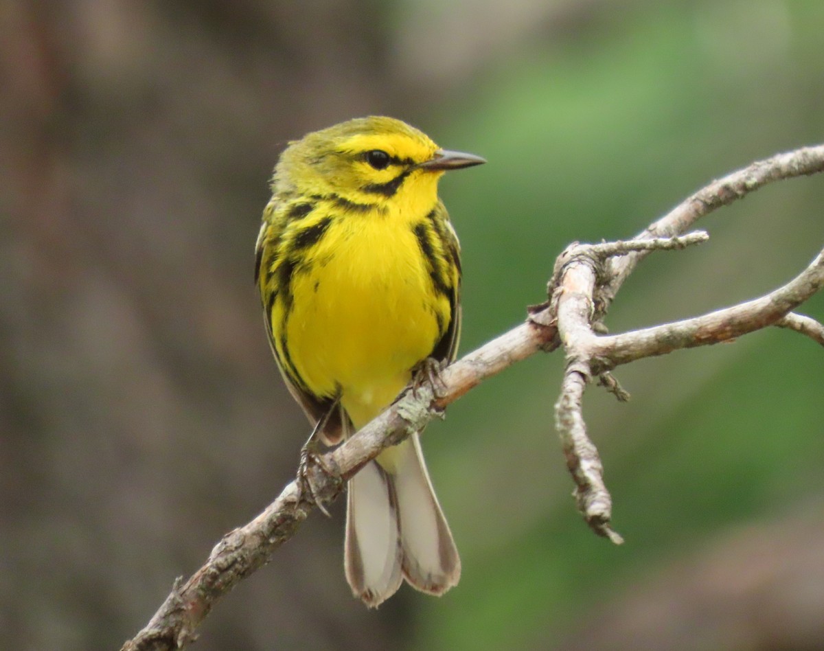 Prairie Warbler - ML620692207