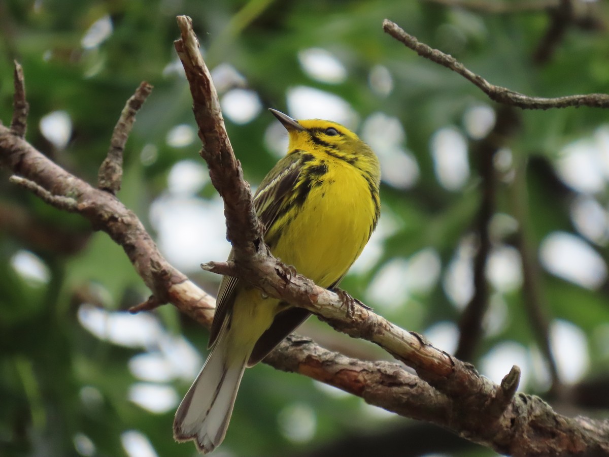 Prairie Warbler - ML620692208