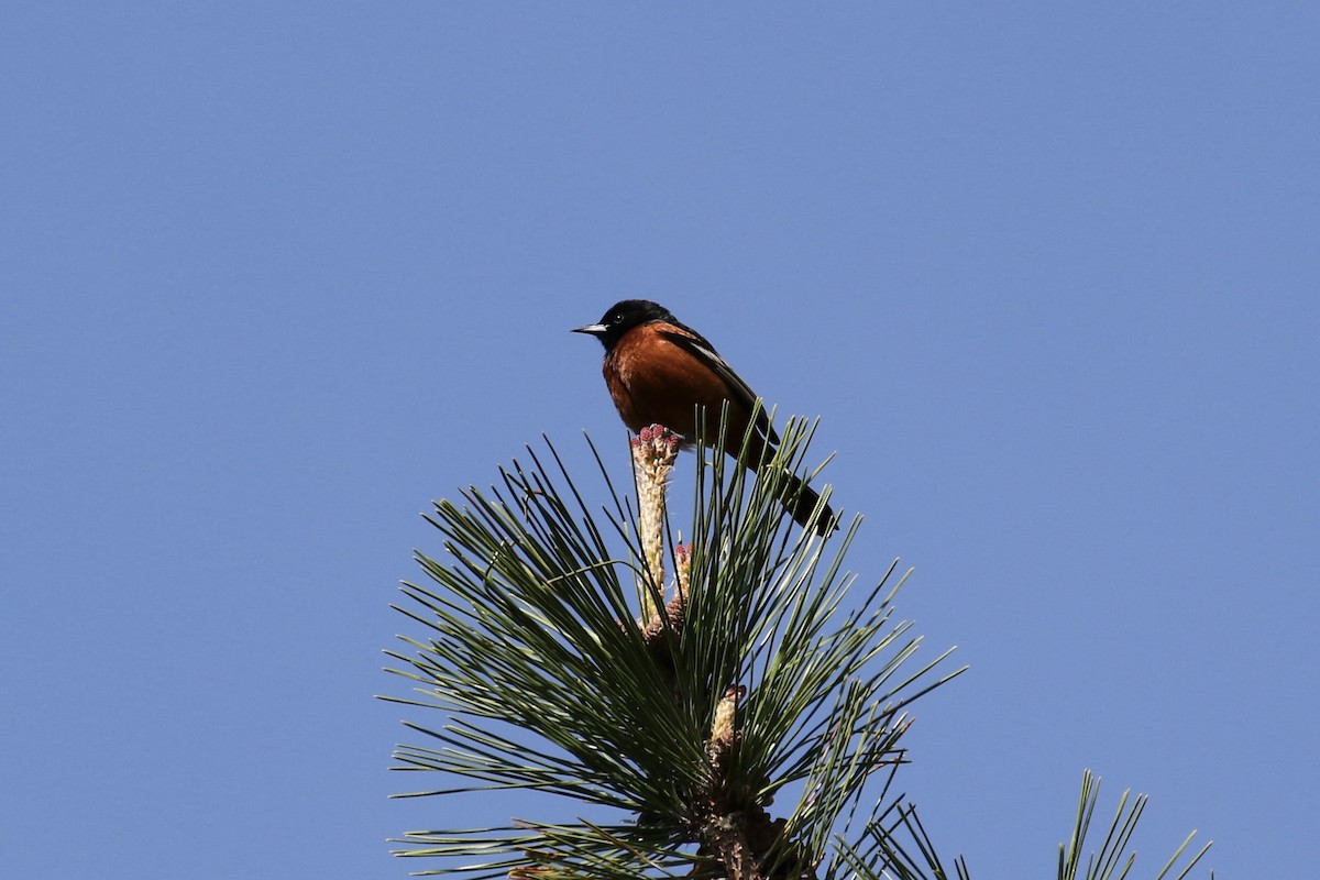 Orchard Oriole - ML620692210