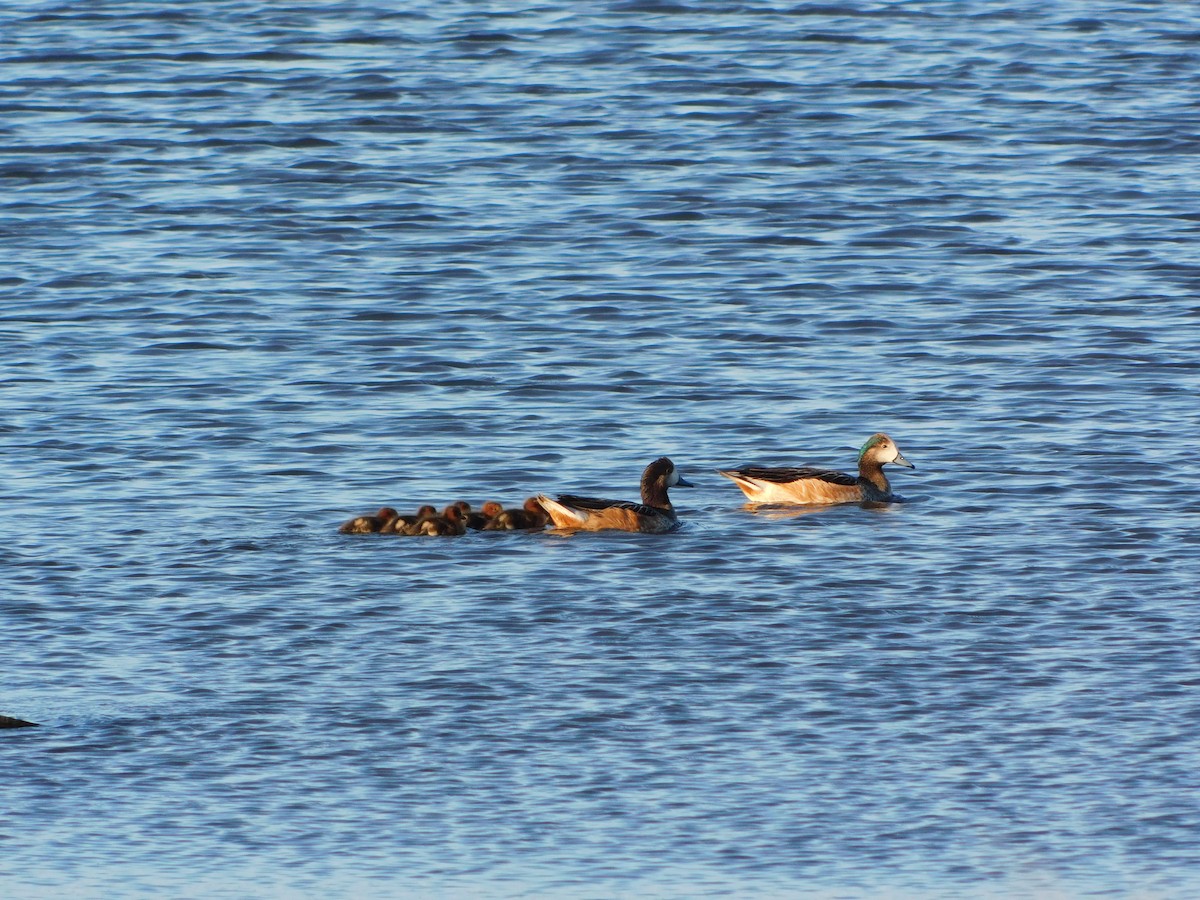 Chiloe Wigeon - ML620692211