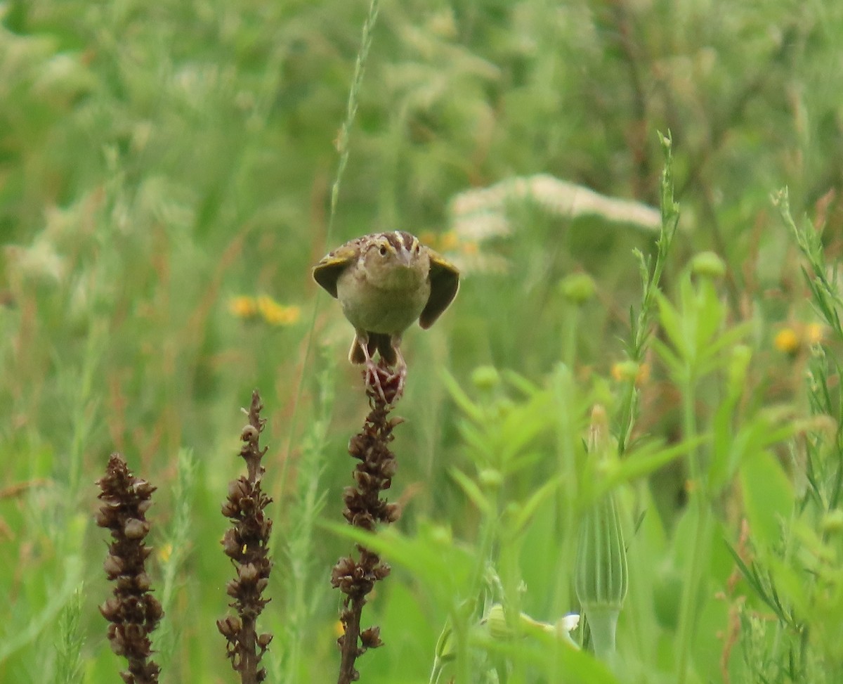 Grasshopper Sparrow - ML620692215