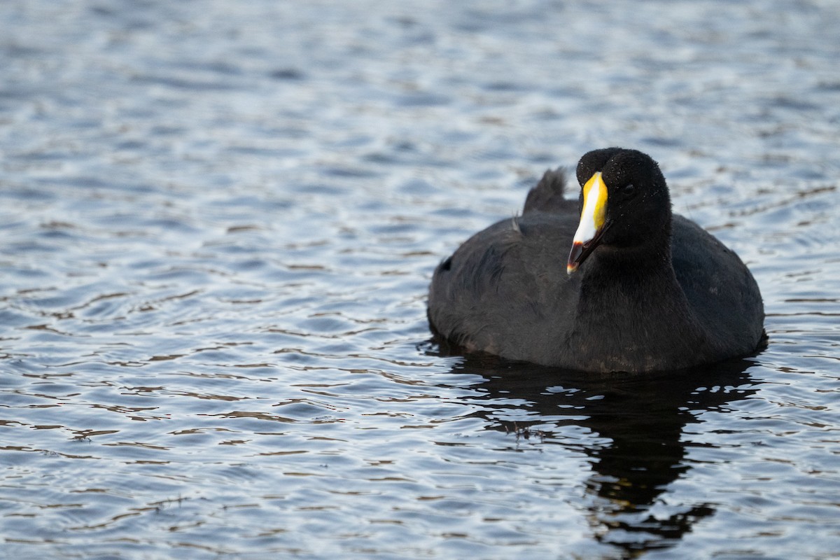 Giant Coot - ML620692217