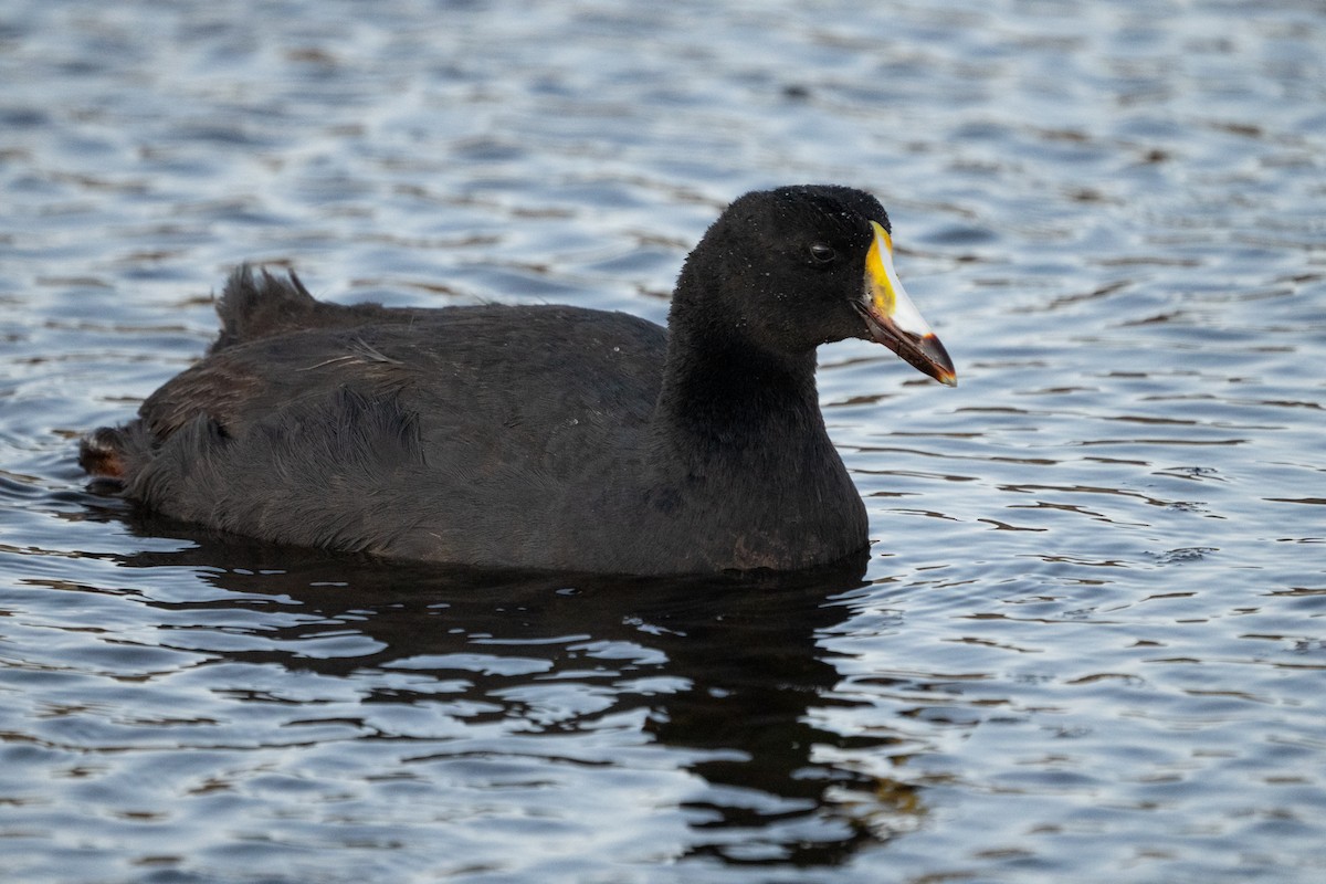 Giant Coot - ML620692218