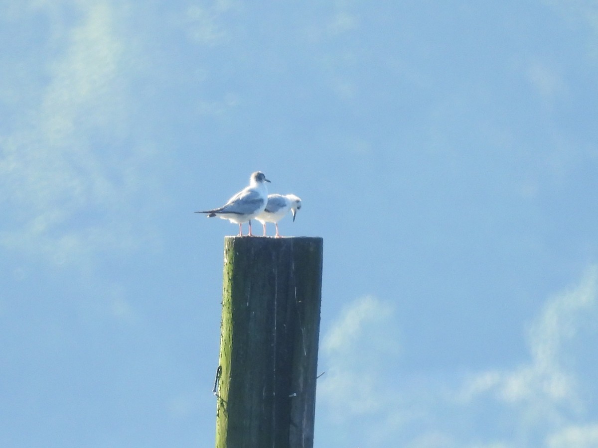 Bonaparte's Gull - ML620692220