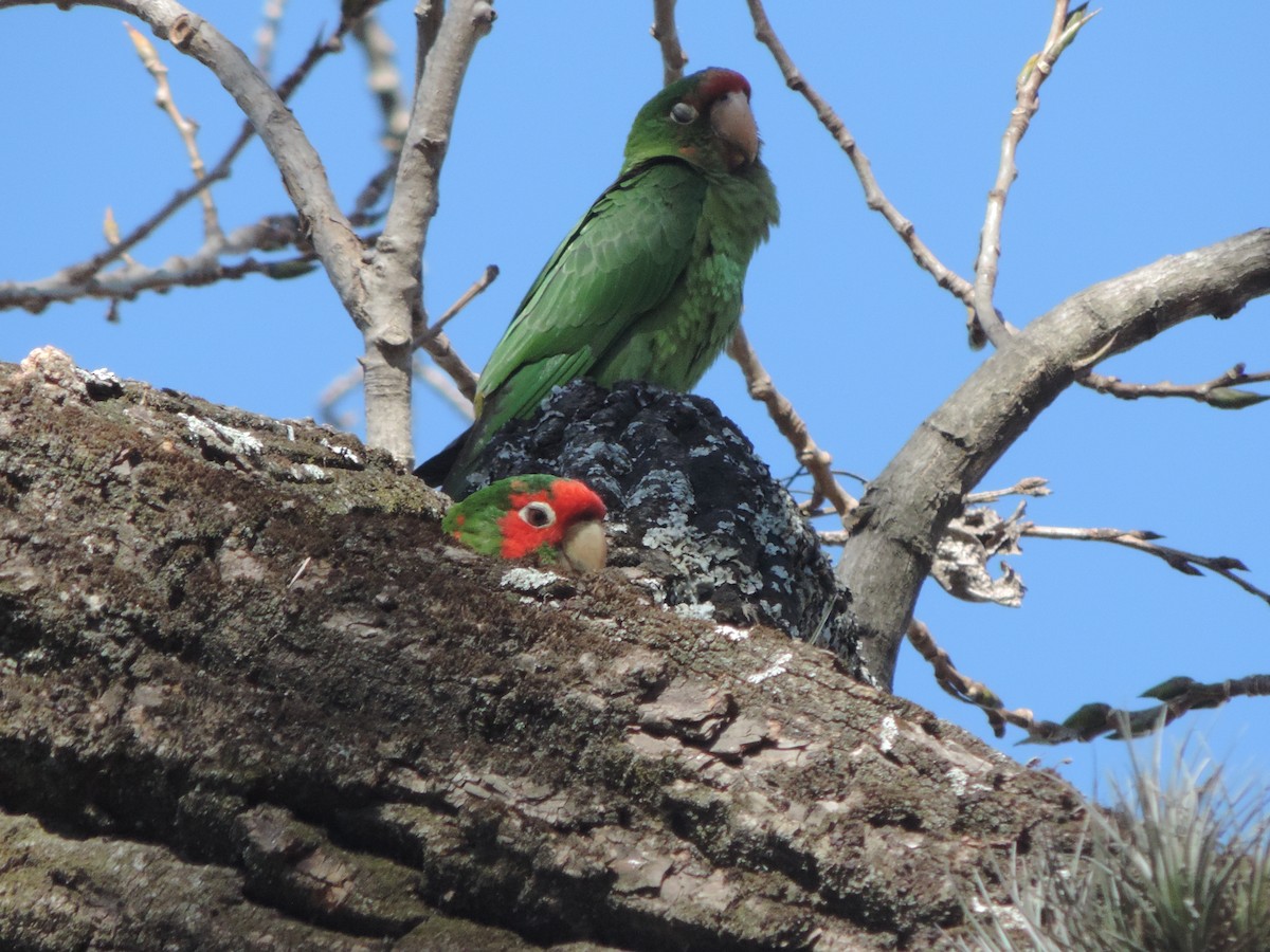 Mitred Parakeet - ML620692222