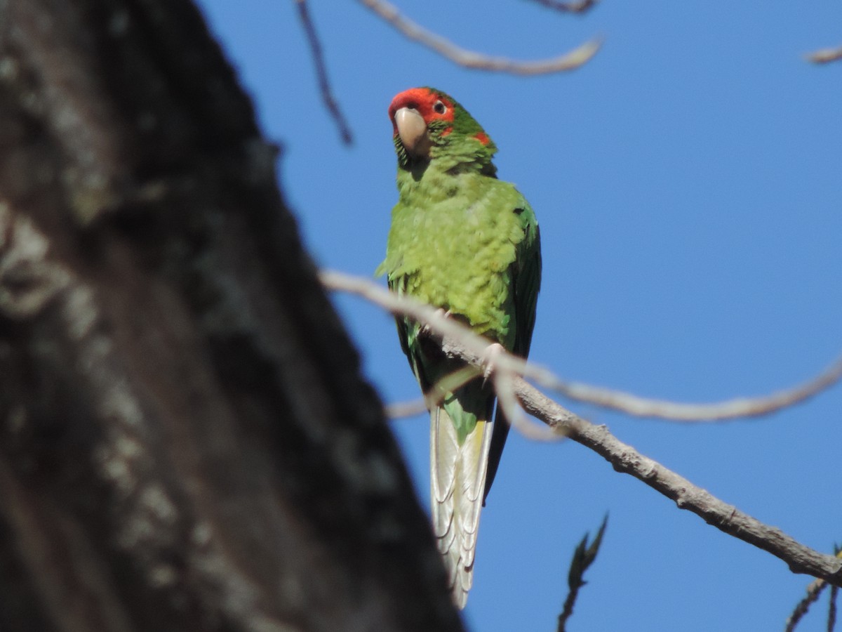 Aratinga Mitrada - ML620692236