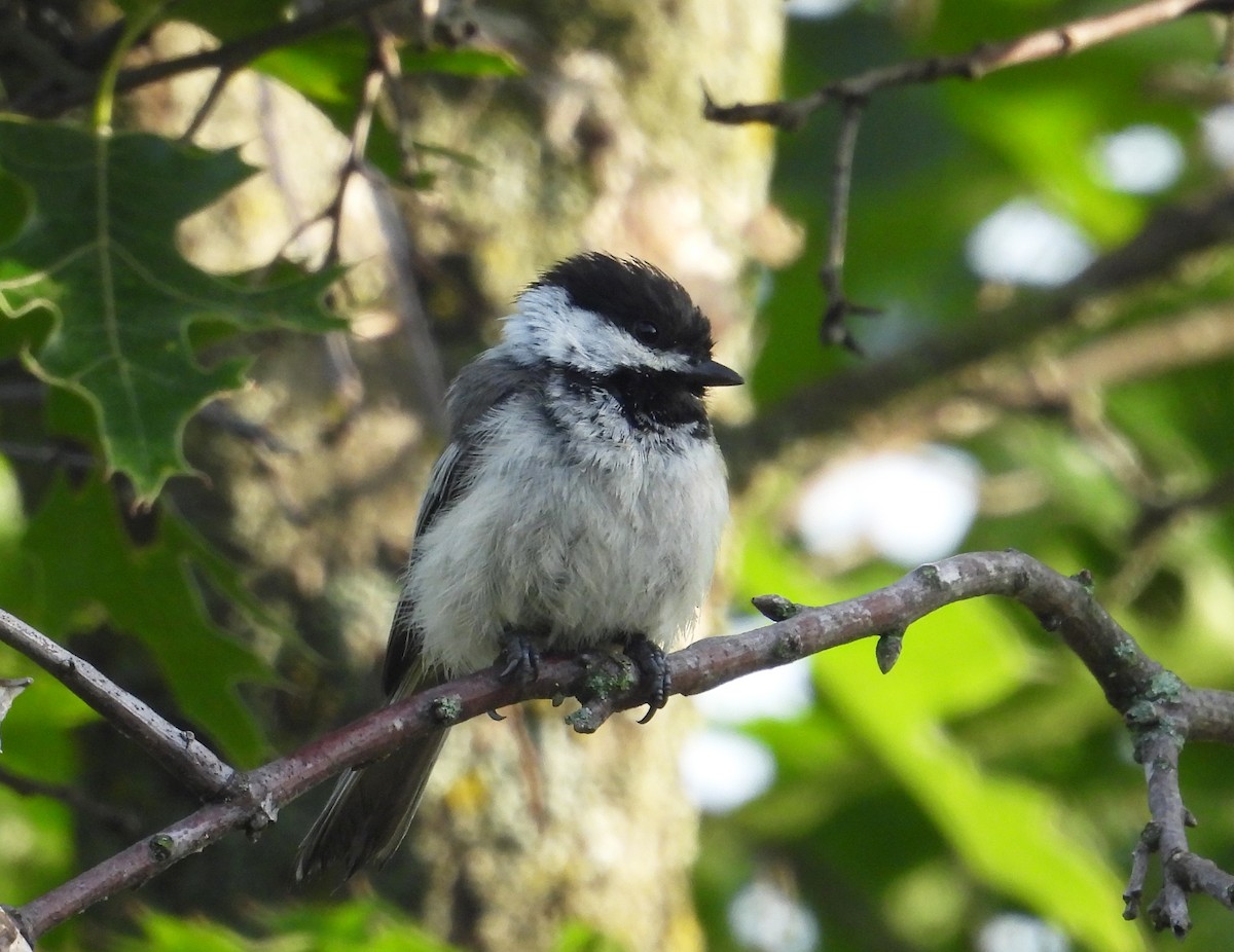 Black-capped Chickadee - Tresa Moulton