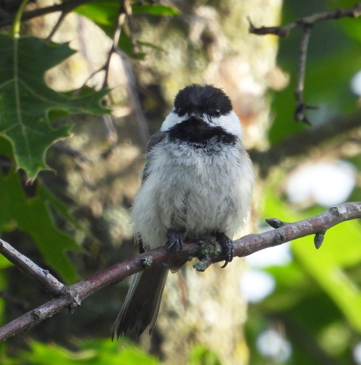 Black-capped Chickadee - ML620692241