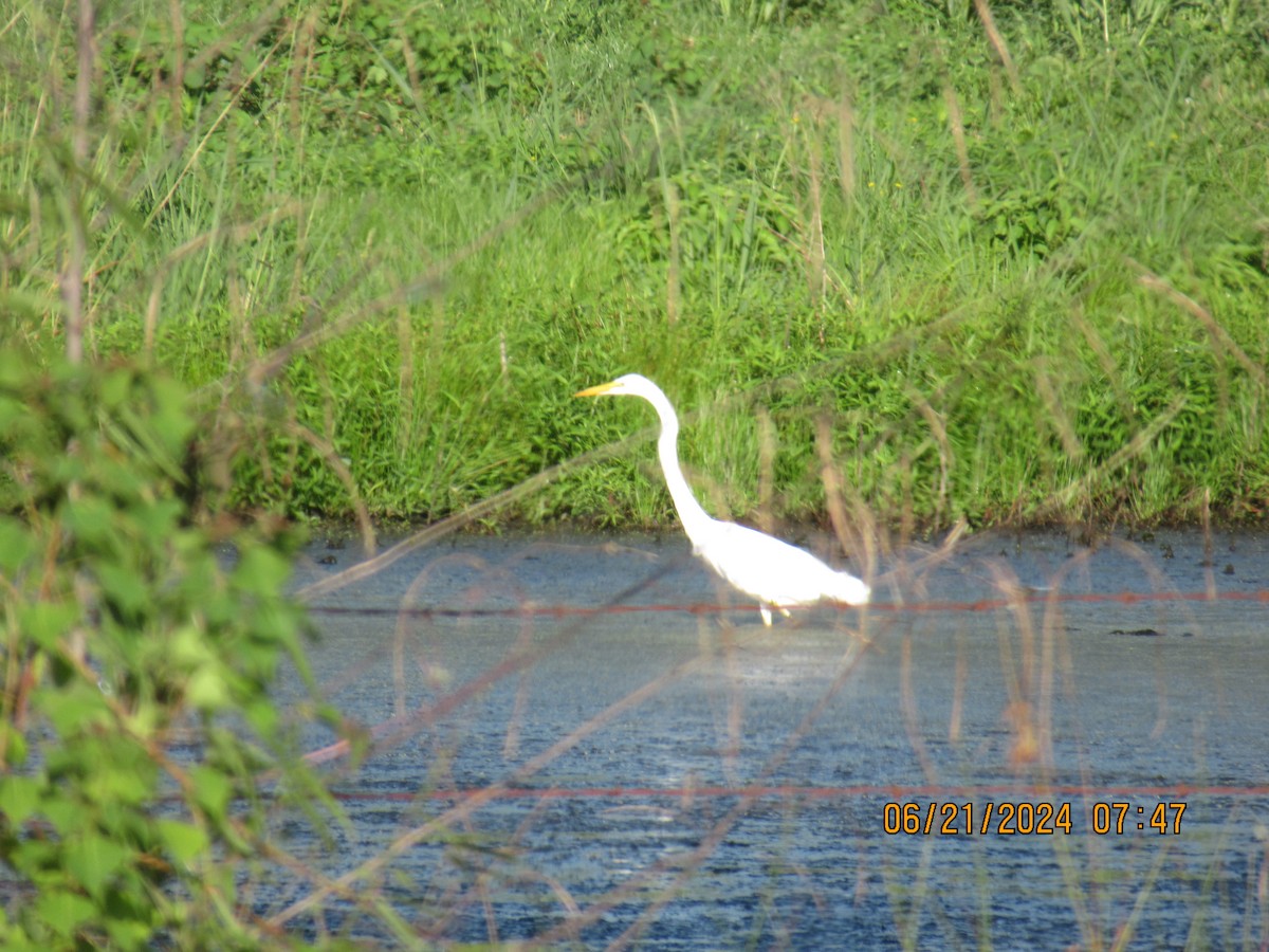 Great Egret - ML620692243