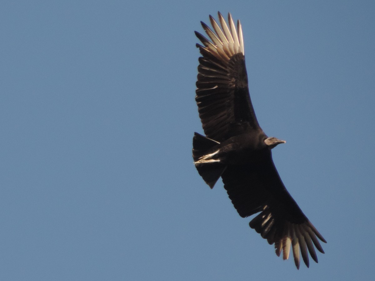 Black Vulture - ML620692244