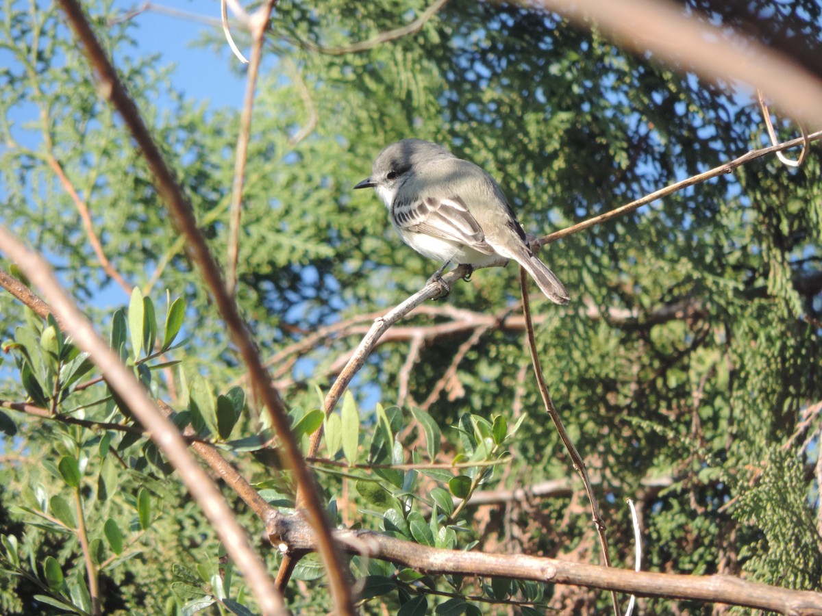 Suiriri Flycatcher - ML620692245