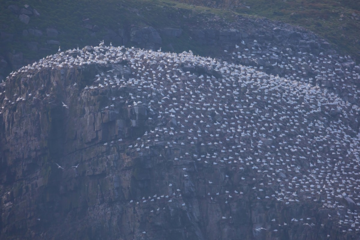 Northern Gannet - ML620692250