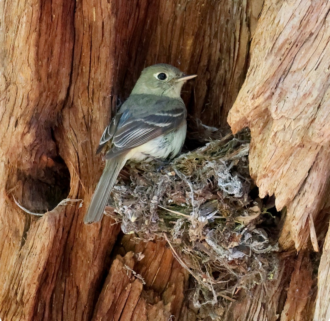 Western Flycatcher - ML620692251