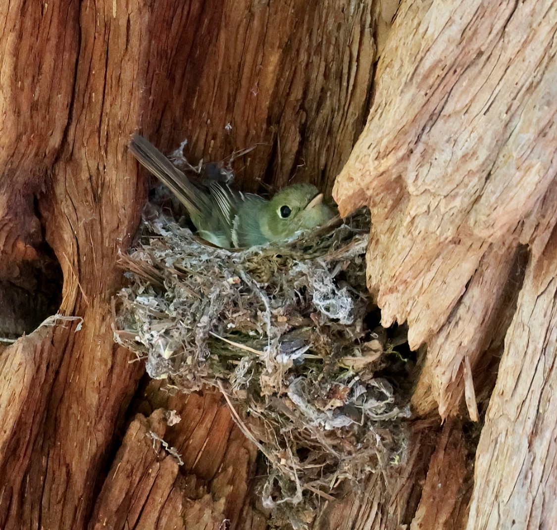 Western Flycatcher - ML620692252