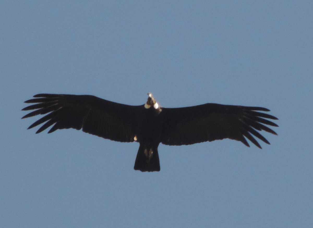 Andean Condor - ML620692253