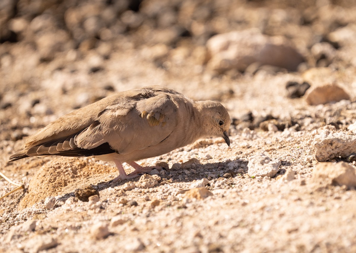 Golden-spotted Ground Dove - ML620692255