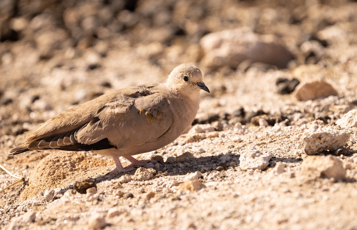 Golden-spotted Ground Dove - ML620692256