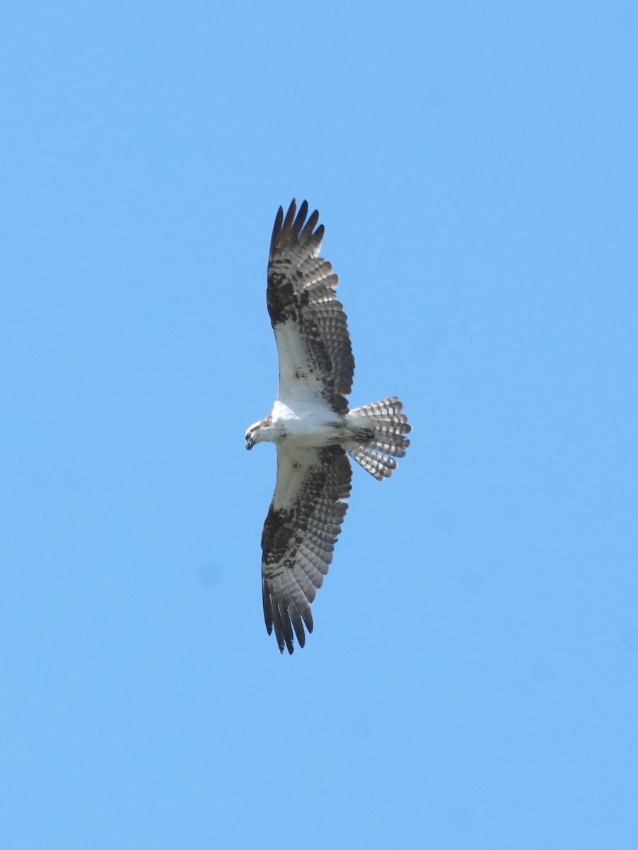 Osprey - ML620692258