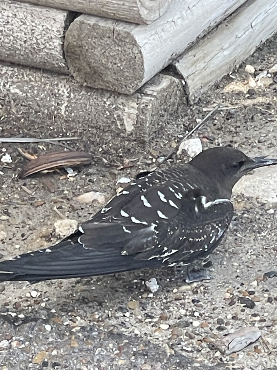 Sooty Tern - ML620692259