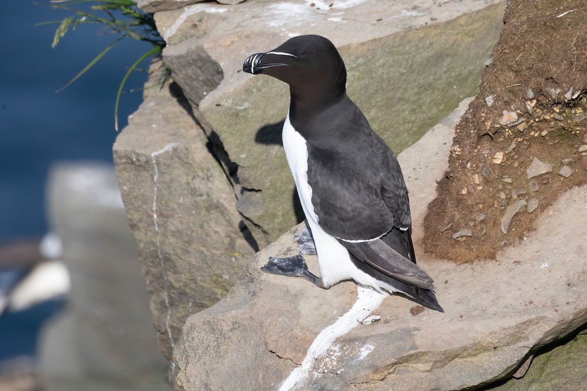 Razorbill - ML620692261