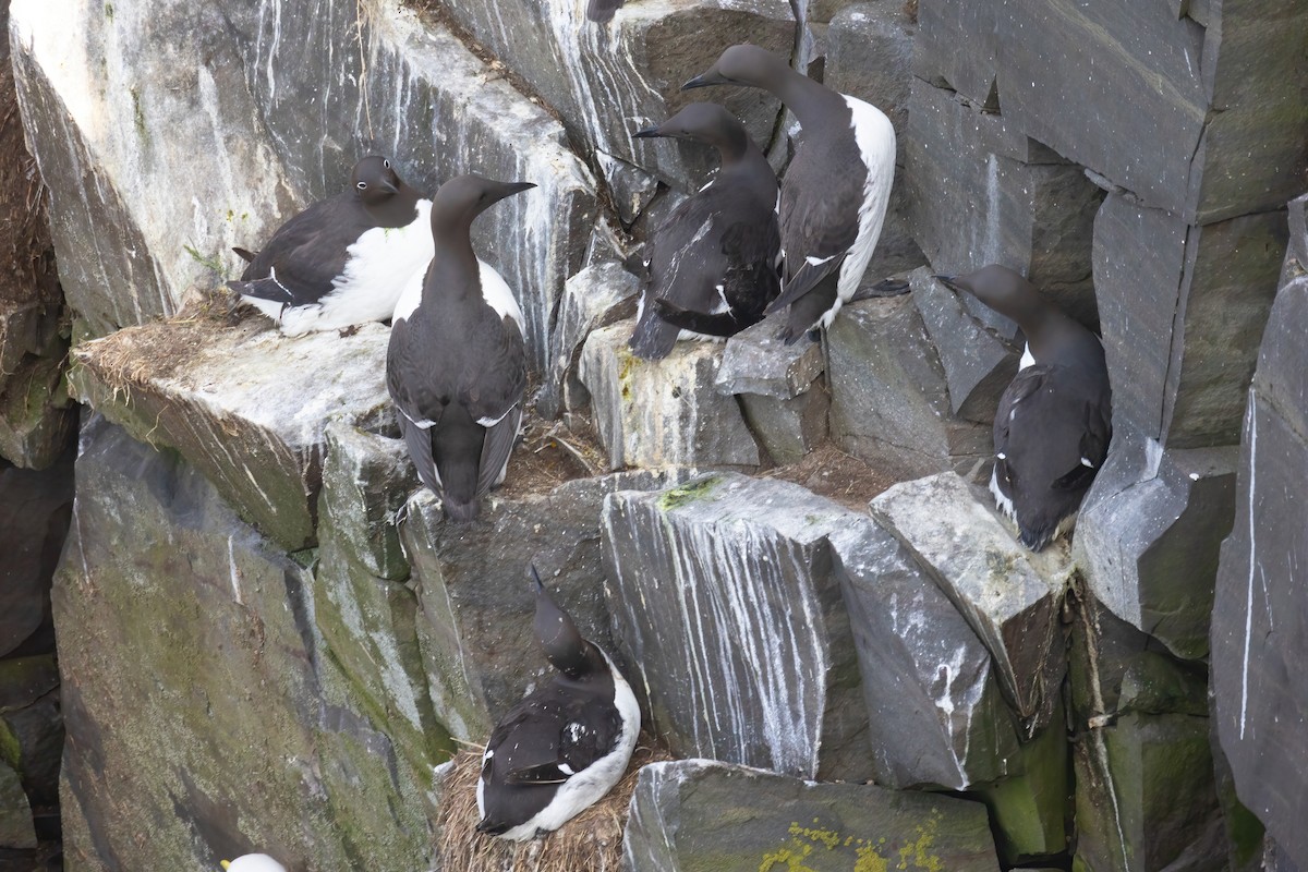 Common Murre - ML620692271