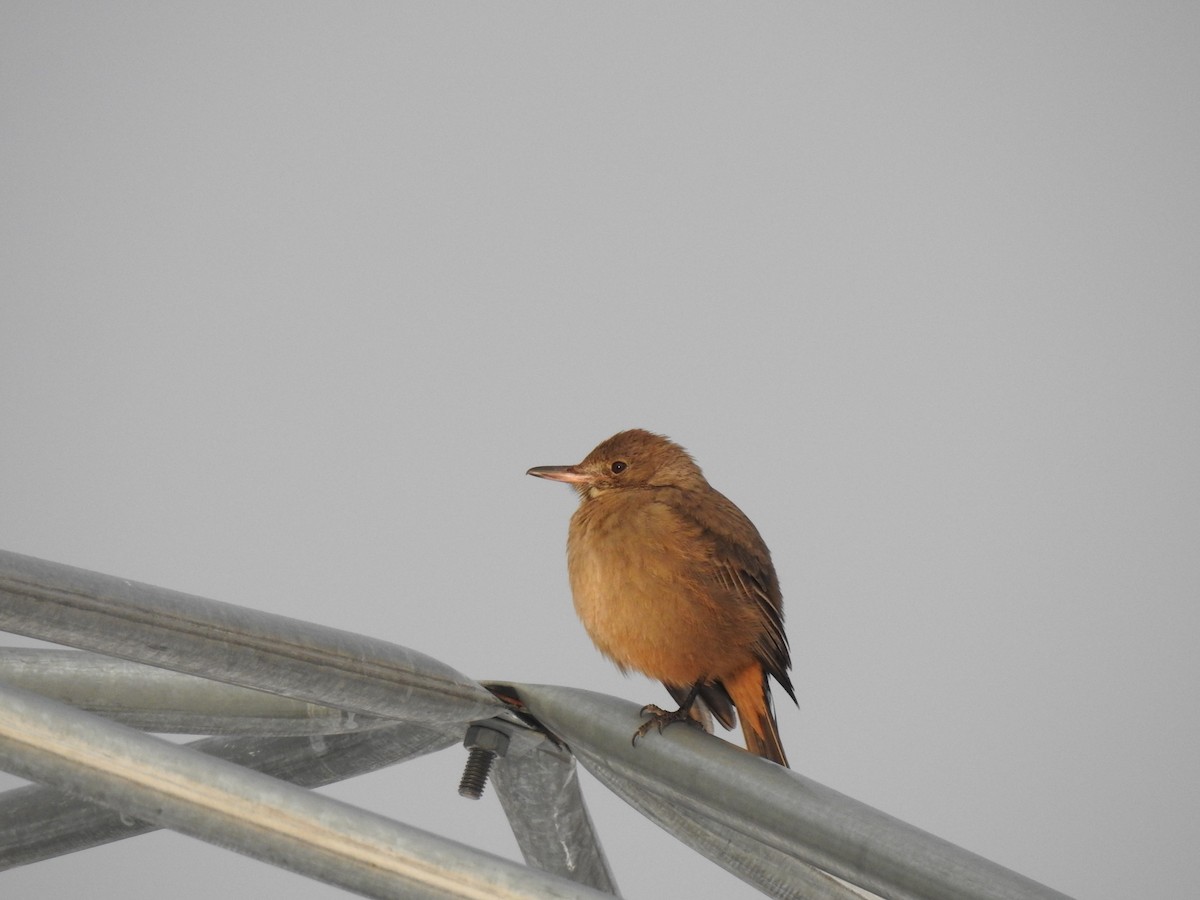 Great Shrike-Tyrant - ML620692277