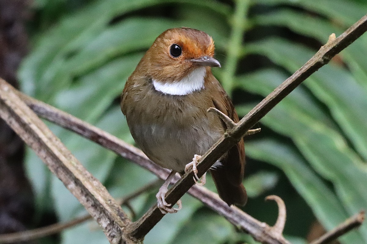 Rufous-browed Flycatcher - ML620692278