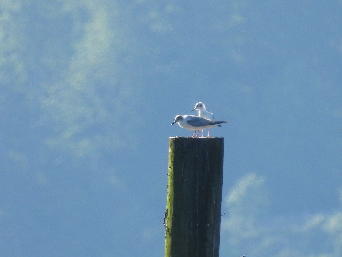 Mouette de Bonaparte - ML620692279