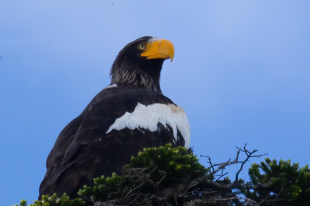 Steller's Sea-Eagle - ML620692287