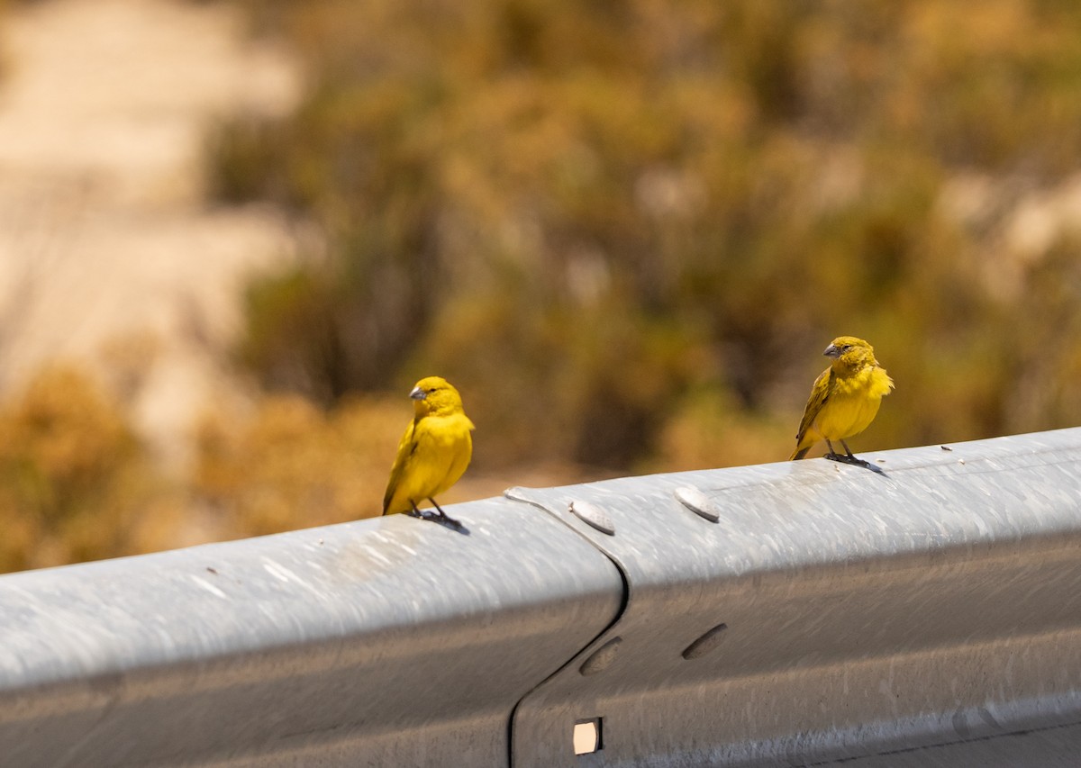 Puna Yellow-Finch - ML620692288